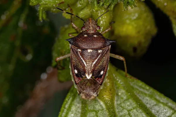 Adult Stink Bug Del Género Mormidea — Foto de Stock