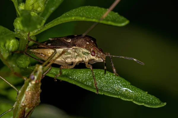 Moramia Cinsinin Yetişkin Kokulu Böceği — Stok fotoğraf