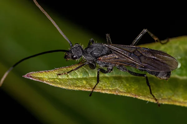 Adult Winged Αρσενικό Εκτατομίνη Μυρμήγκι Του Γενετικού Εκτατού — Φωτογραφία Αρχείου