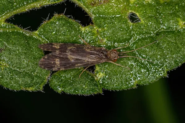 Ενηλίκων Caddisfly Εντόμων Του Τάγματος Trichoptera — Φωτογραφία Αρχείου