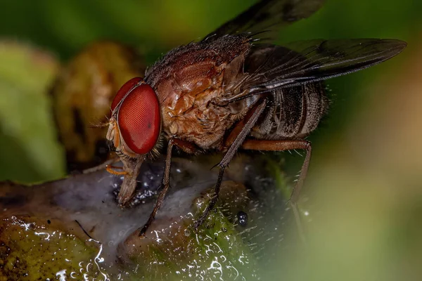 Mouche Calyptrate Adulte Zoosous Section Calyptratae Mangeant Fruit — Photo