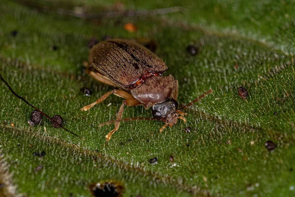 Escarabajo Alado Los Dedos Adultos Familia Ptilodactylidae —  Fotos de Stock