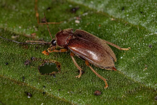 Ενηλίκων Toe Winged Beetle Family Ptilodactylidae — Φωτογραφία Αρχείου