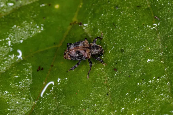 Dorosły Prawdziwy Weevil Rodziny Curculionidae — Zdjęcie stockowe