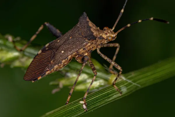 Bug Dos Pés Folha Adulto Gênero Zicca — Fotografia de Stock