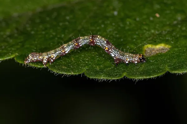 Kleine Vlinderlarve Van Orde Lepidoptera — Stockfoto