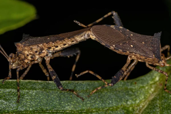 Bug Liściastymi Nóżkami Rodzaju Zicca — Zdjęcie stockowe