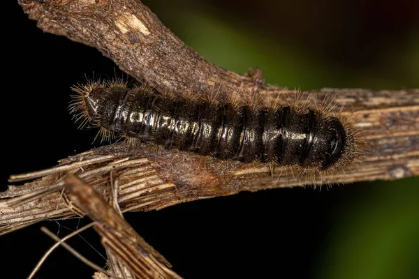 Long Jointed Beetle Larva Species Lagria Villosa — 스톡 사진