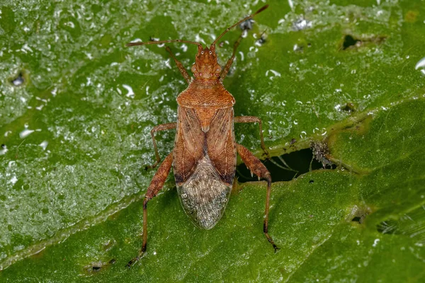 Volwassen Scentless Plant Bug Van Genus Harmostes — Stockfoto