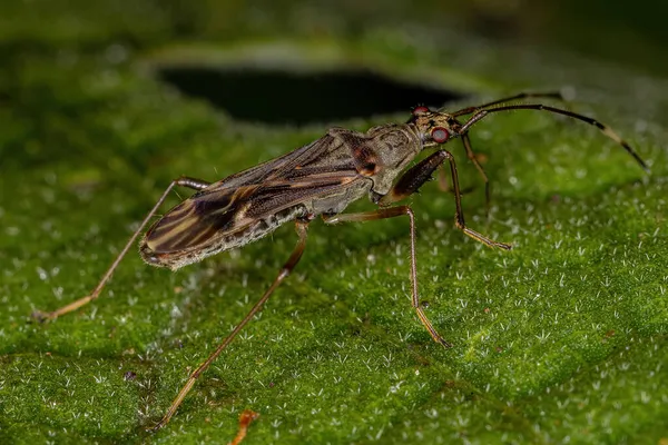 Smutsfärgad Seed Bug Underfamiljen Rhyparochrominae — Stockfoto