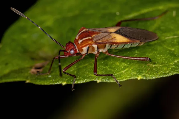 成虫の葉足の虫 Hypselontus Intervtus — ストック写真