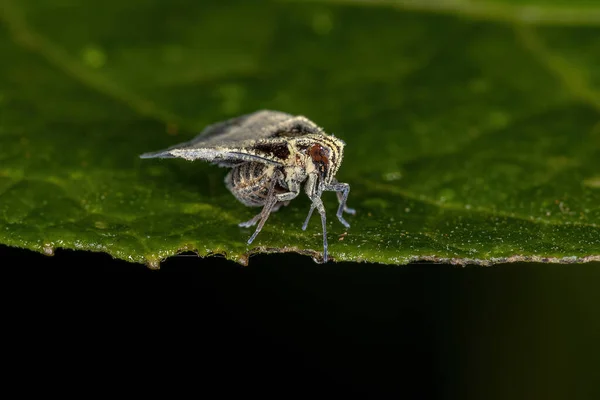 Cixiidae Ailesinin Yetişkin Küçük Bitkisi — Stok fotoğraf