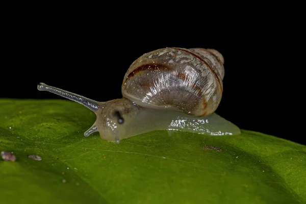 White Helicinan Snail Genus Drymaeus — Stock Photo, Image