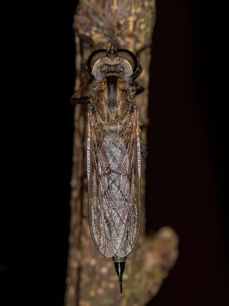 Mosca Ladrão Adulto Subfamília Asilinae — Fotografia de Stock