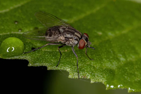 Fly Genus Stomoxys — Fotografia de Stock