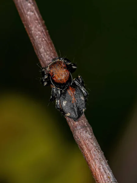 Petite Araignée Sauteuse Genre Phiale — Photo