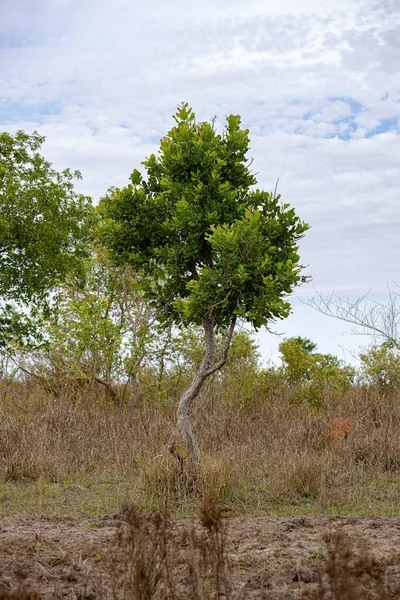 Zielone Drzewo Papieru Ściernego Gatunku Curatella Americana — Zdjęcie stockowe