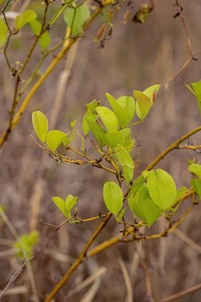 Greenbrier Angiosperm Plant Genus Smilax — Stock Photo, Image