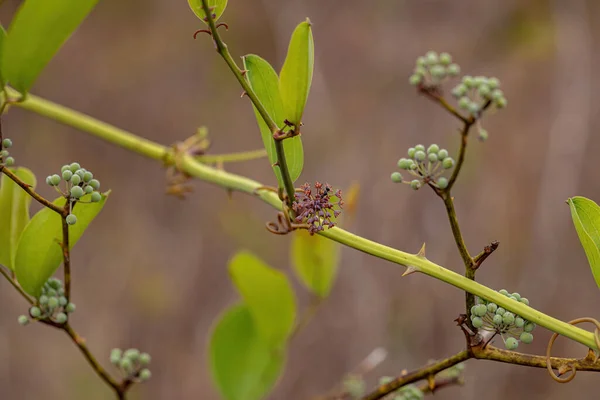Greenbrier Angiosperm Plant Genus Smilax — стоковое фото