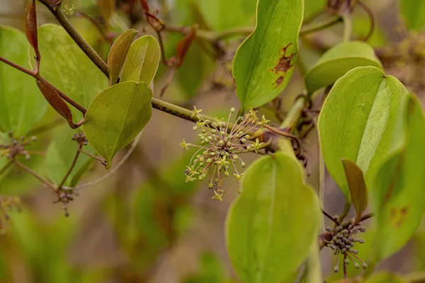 Greenbrier Angiosperm Plant Genus Smilax — стоковое фото