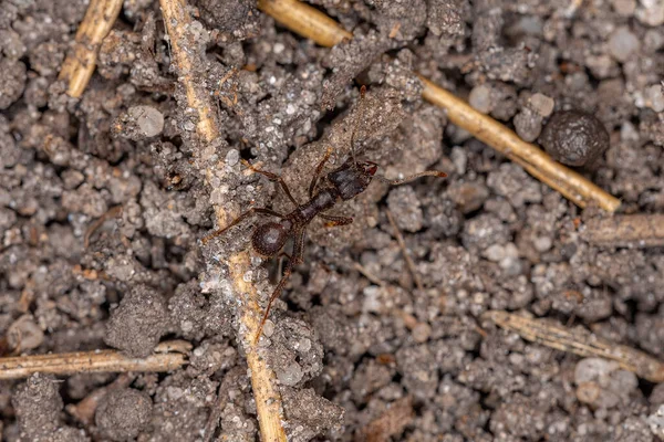 Acromyrmex Leaf Cutter Ant Genus Acromyrmex — стоковое фото