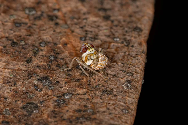 Ninfa Leafhopper Típica Família Cicadellidae — Fotografia de Stock