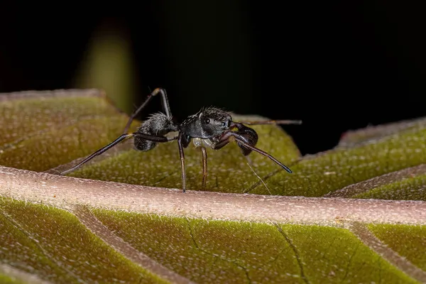 Male Adult Jumping Spider Genus Sarinda Mimics Carpenter Ants Genus — Stock Photo, Image