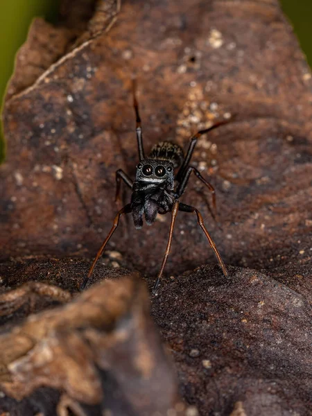Muž Dospělý Skákající Pavouk Rodu Sarinda Který Napodobuje Tesařské Mravence — Stock fotografie