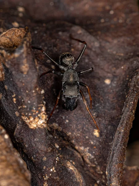 Masculino Adulto Saltando Araña Del Género Sarinda Que Imita Las — Foto de Stock