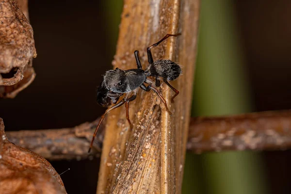 Sarinda Cinsinin Erkek Yetişkin Zıplayan Örümceği Marangoz Camponotus Cinsinin Karıncalarını — Stok fotoğraf