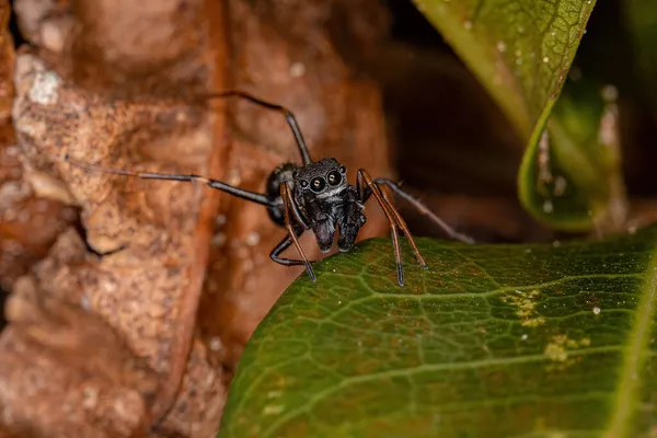 Männliche Springspinne Der Gattung Sarinda Die Zimmerameisen Der Gattung Camponotus — Stockfoto