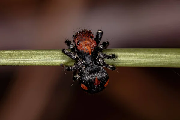 Pequeña Araña Saltadora Del Género Phiale —  Fotos de Stock
