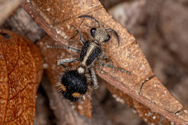 Дорослий Оксамитовий Мунд Сімейства Mutillidae — стокове фото