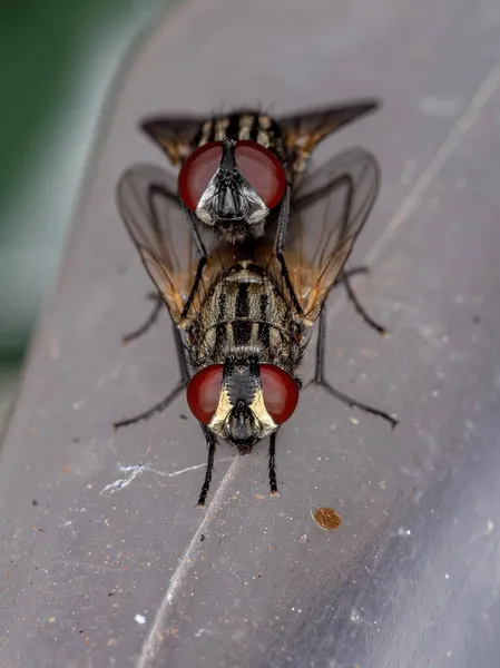 Casa Para Adultos Flys Especie Musca Domestica Acoplamiento —  Fotos de Stock