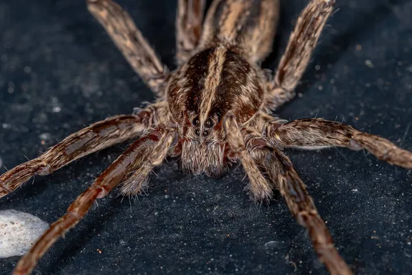 Adulto Fêmea Vagando Aranha Família Ctenidae — Fotografia de Stock