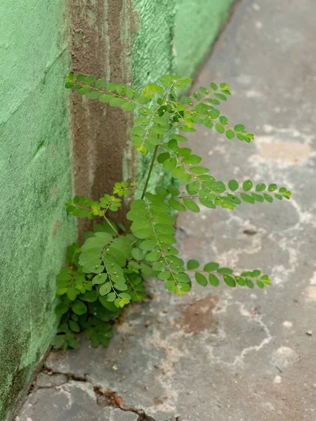 Kleine Chamberbitterpflanze Der Gattung Phyllanthus — Stockfoto