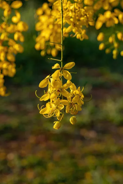 Golden Rain Tree Yellow Flores Especie Fístula Cassia Con Enfoque — Foto de Stock