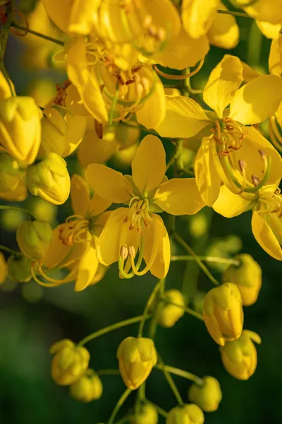 Golden Rain Tree Yellow Flores Especie Fístula Cassia Con Enfoque —  Fotos de Stock