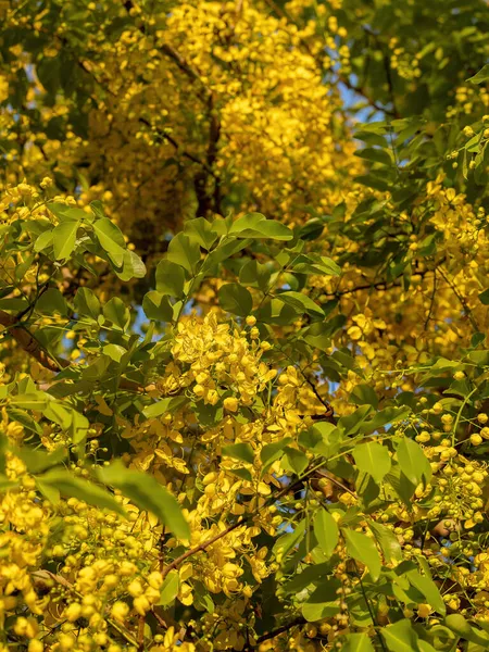 Árvore Chuva Dourada Flores Amarelas Espécie Cassia Fistula Com Foco — Fotografia de Stock