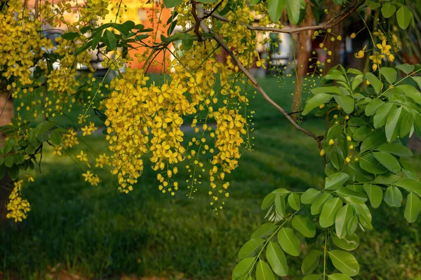 Golden Rain Tree Yellow Flores Especie Fístula Cassia Con Enfoque — Foto de Stock