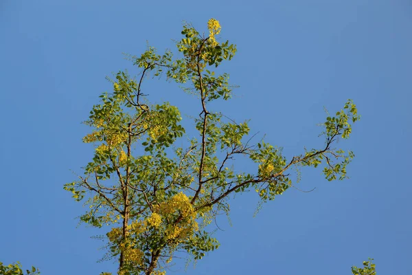 Golden Rain Tree Κίτρινα Λουλούδια Του Είδους Cassia Fistula Επιλεκτική — Φωτογραφία Αρχείου