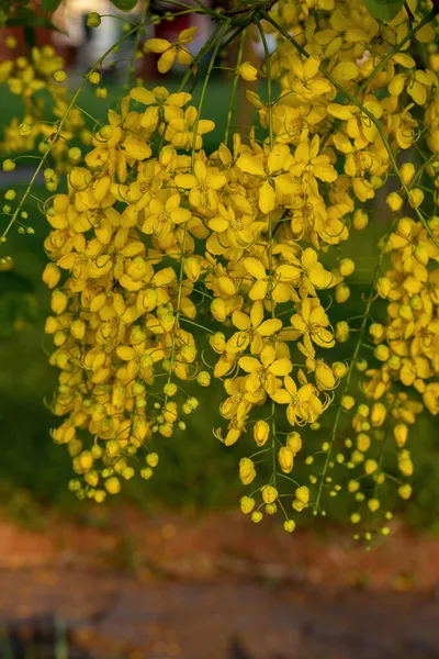 Árvore Chuva Dourada Flores Amarelas Espécie Cassia Fistula Com Foco — Fotografia de Stock
