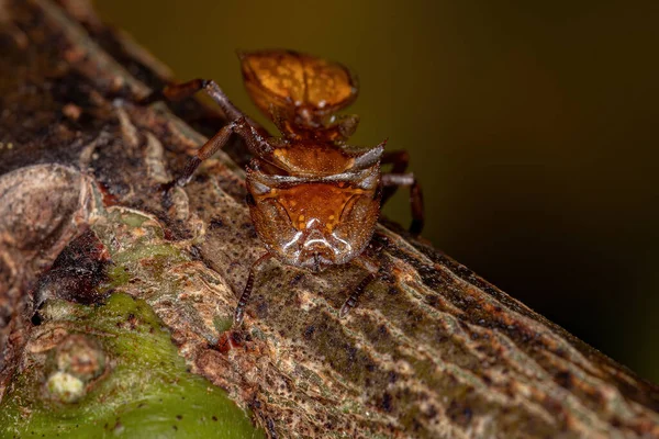 Adult Yellow Turtle Ant Genus Cephalotes — Stock Photo, Image