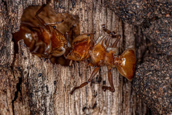 Semut Penyu Kuning Dewasa Dari Genus Cephalotes Pintu Masuk Koloni — Stok Foto