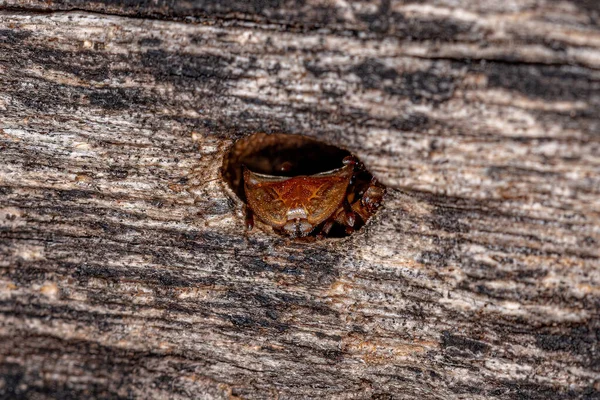 Semut Penyu Kuning Dewasa Dari Genus Cephalotes Pintu Masuk Koloni — Stok Foto