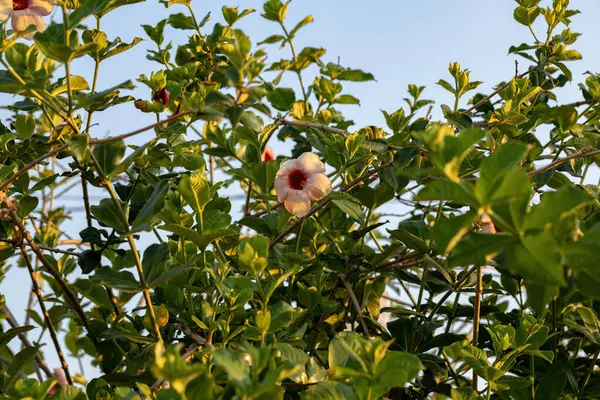 Fioletowe Rośliny Allamanda Kwiat Gatunku Allamanda Blanchetii — Zdjęcie stockowe