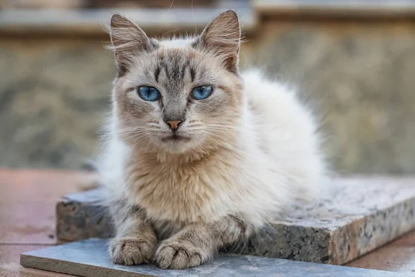 Bílá Kočka Domácí Opuštěná Hřbitově Selektivním Zaměřením — Stock fotografie
