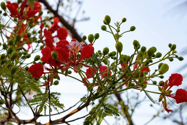 Κόκκινο Άνθος Του Δέντρου Flamboyant Του Είδους Delonix Regia Επιλεκτική — Φωτογραφία Αρχείου