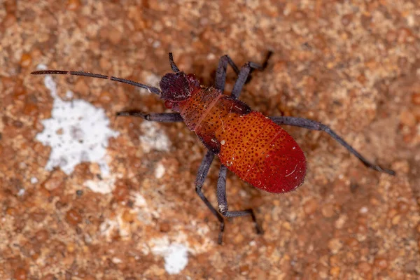 Soapberry Bug Nymph Genus Jadera — 스톡 사진