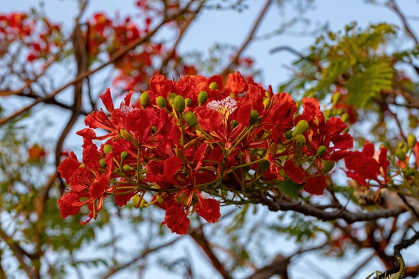 木の赤い花種の華やかな選択的な焦点を当てたDelonix領域 — ストック写真